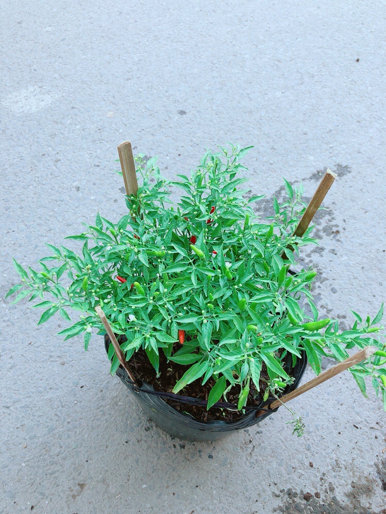 [HCM]Bụi Ớt Hiểm