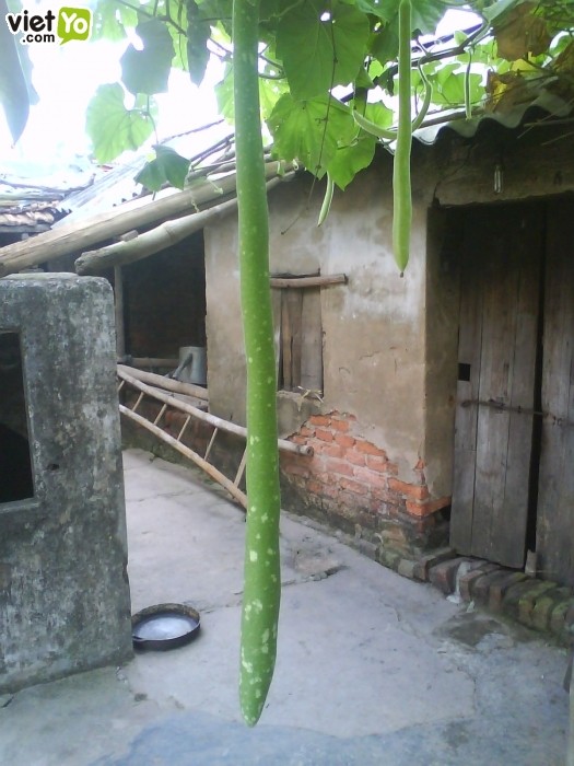 Hạt giống mướp rắn Nhật - gói 5 hạt