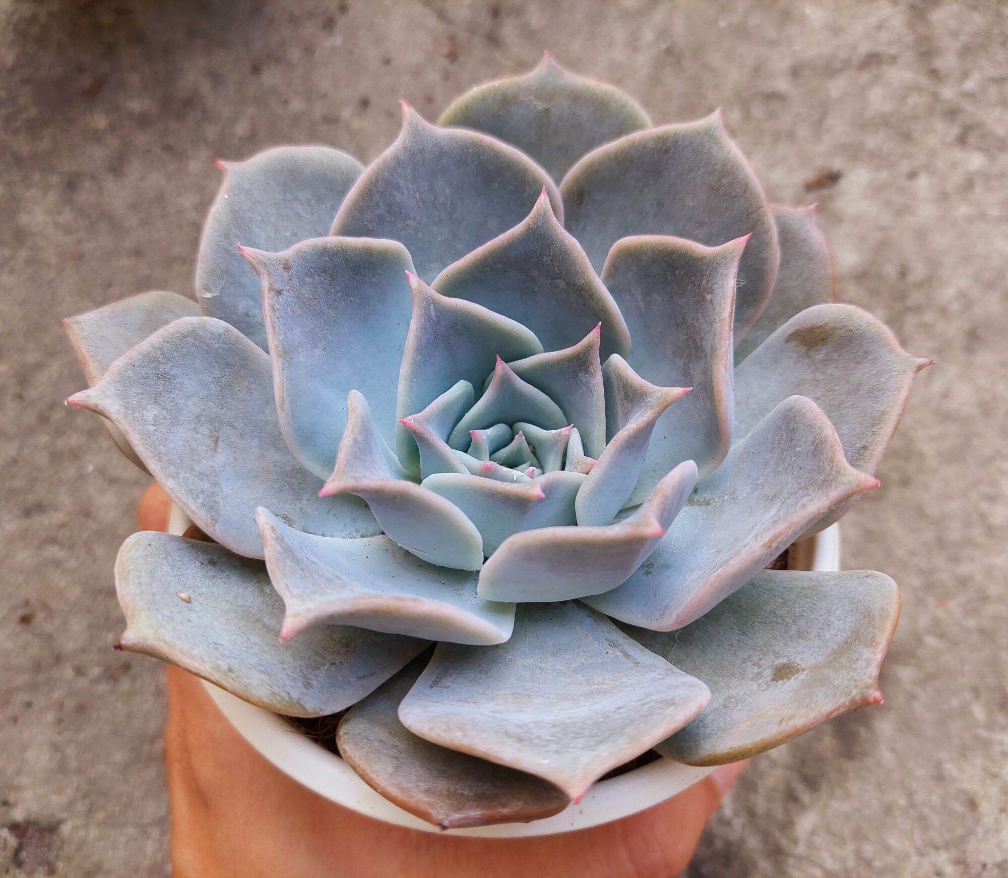 Sen đá HỒNG ĐIỆU size trung 8-10 cm