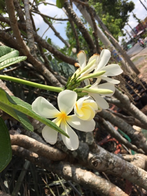 Cây hoa sứ trắng rất thơm
