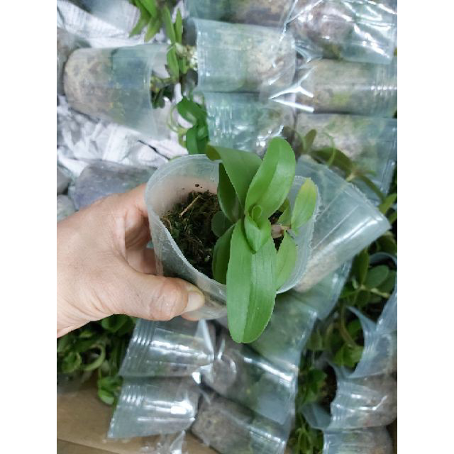 Phi điệp nù tam bố lá mít đồng xu