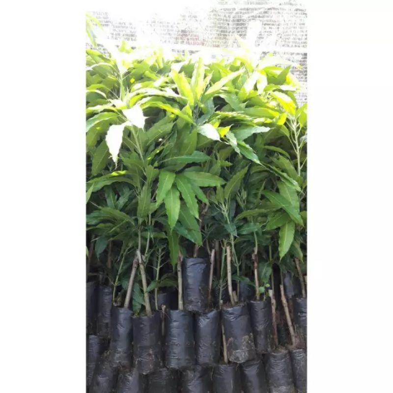 Cây giống xoài cát hòa lộc (cây tốt)