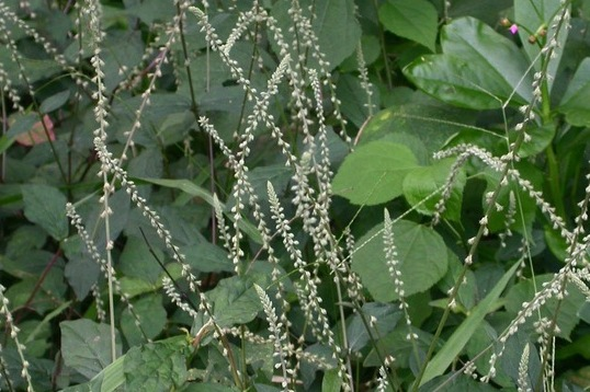 cỏ xước khô 1kg