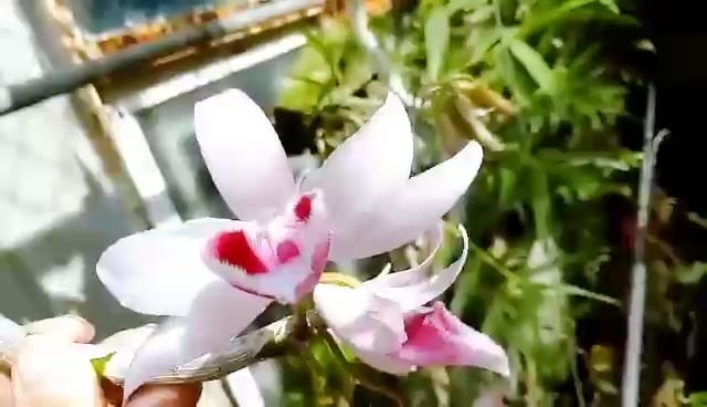 Cây giống hoa lan ĐăkLei (hàng rừng  nhân ki 15-25cm)