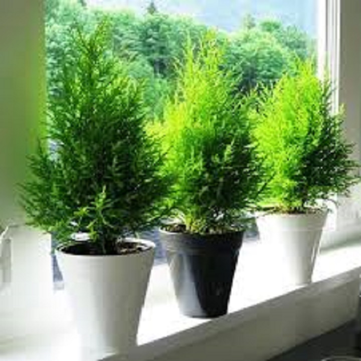 cây tùng bồng lai - cây để bàn