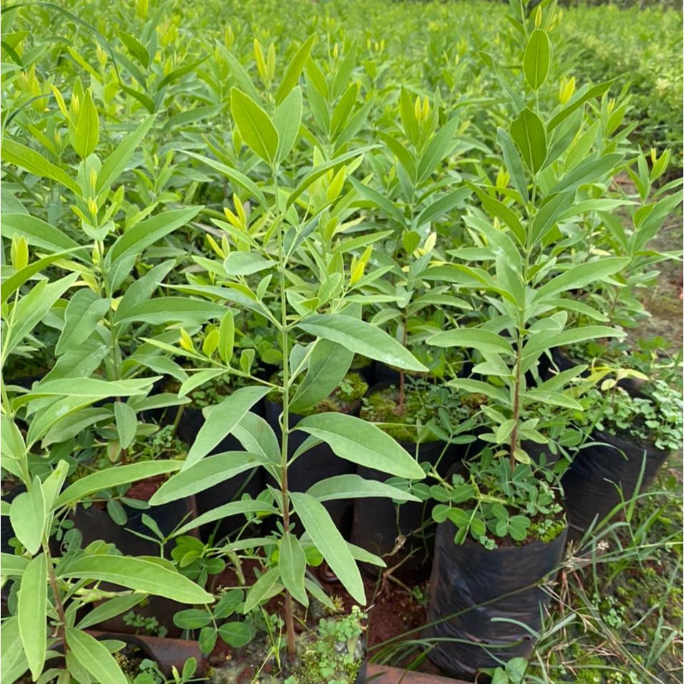 Cây giống đàn hương trắng Ấn Độ ( cây siêu đẹp)