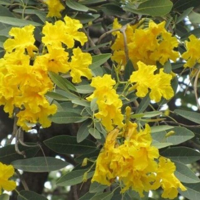 Giá Gốc - Cây chuông vàng.