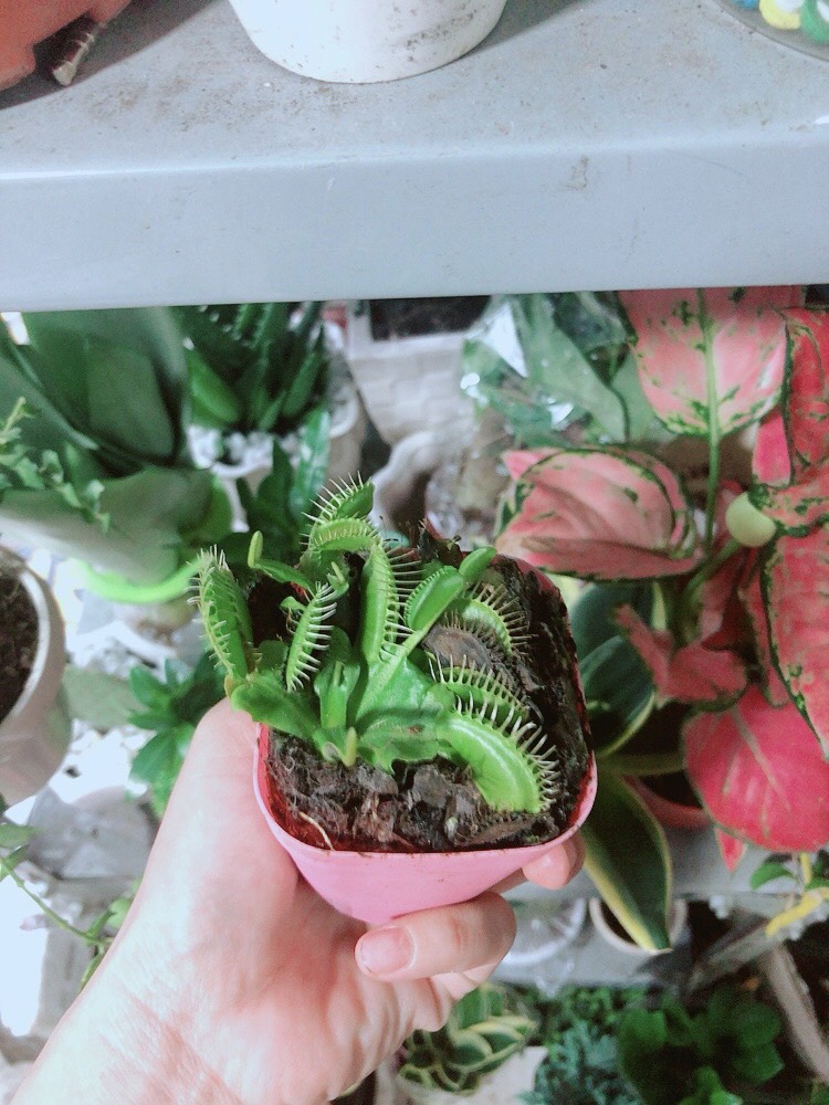 Chậu Cây Bắt Mồi