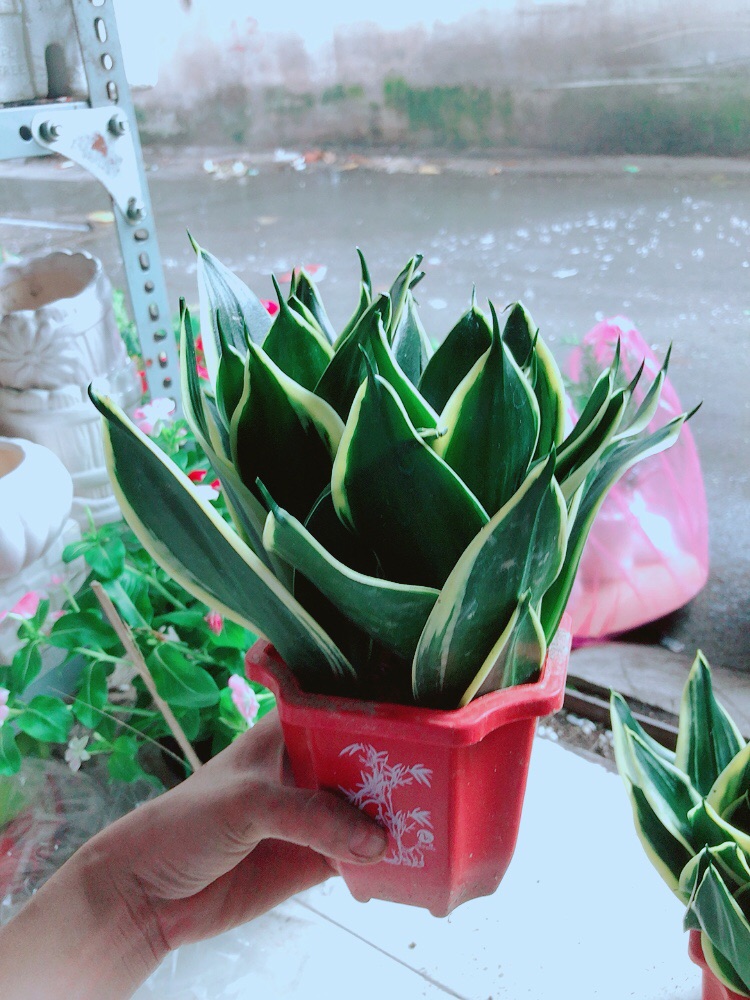 [HCM]Chậu Lưỡi Hổ Thái