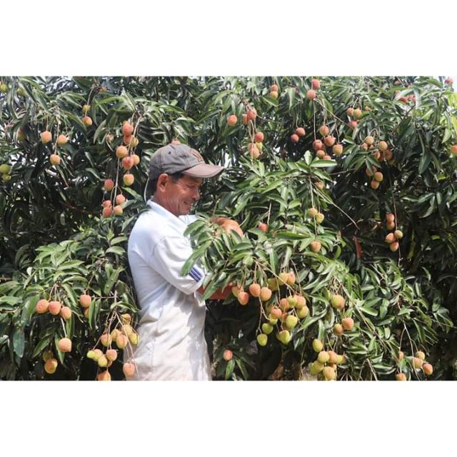 Cây Giống Vải U Hồng Chín Sớm