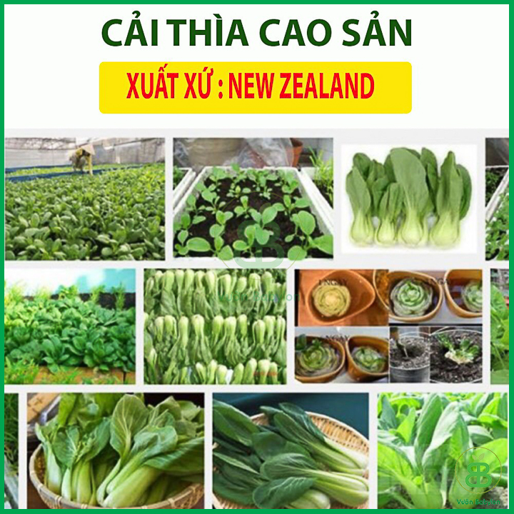 Hạt Giống Cải Thìa 20Gr Bẹ Lớn, Ngọt