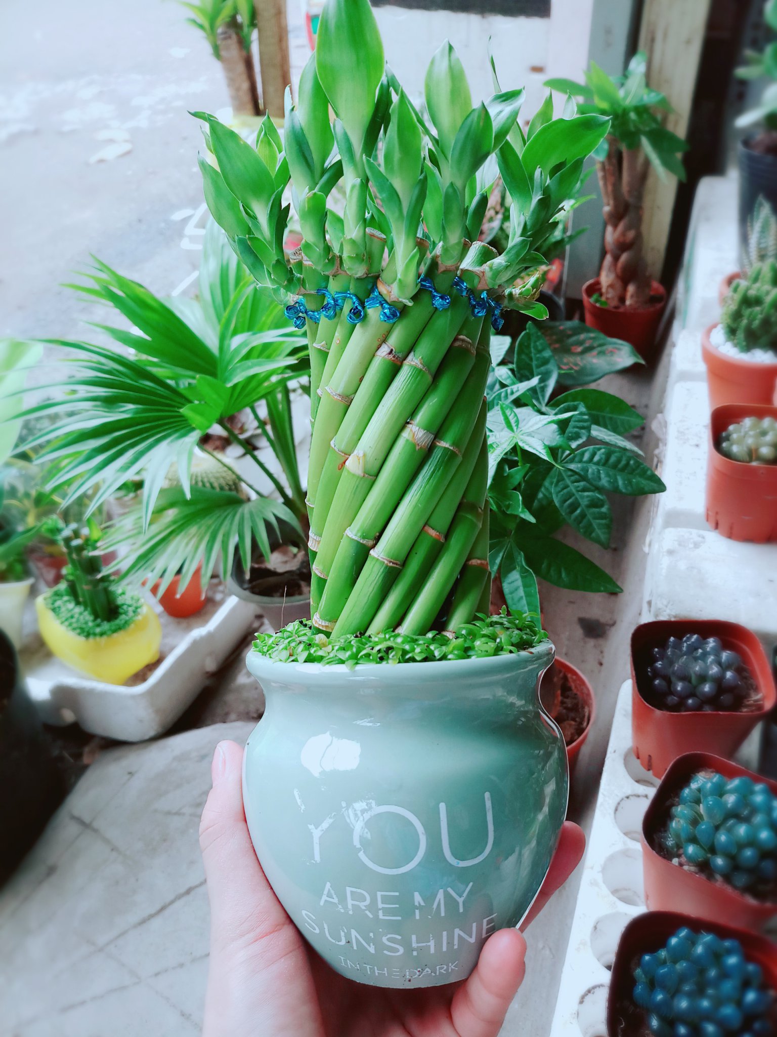 Cây Chúc Phát Tài