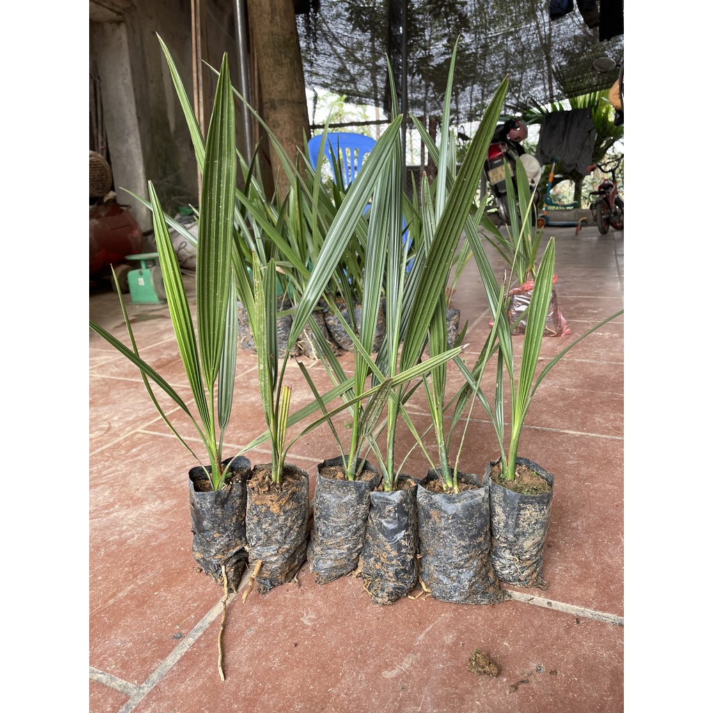 Cây giống chà là trung đông (Cây khỏe đẹp, được kiểm tra cây)