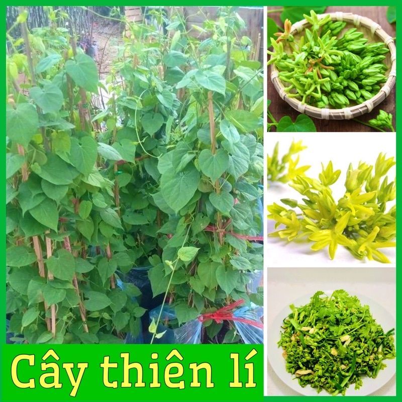 CÂY GIỐNG HOA THIÊN LÝ SIÊU HOA (Tặng kèm phân bón)