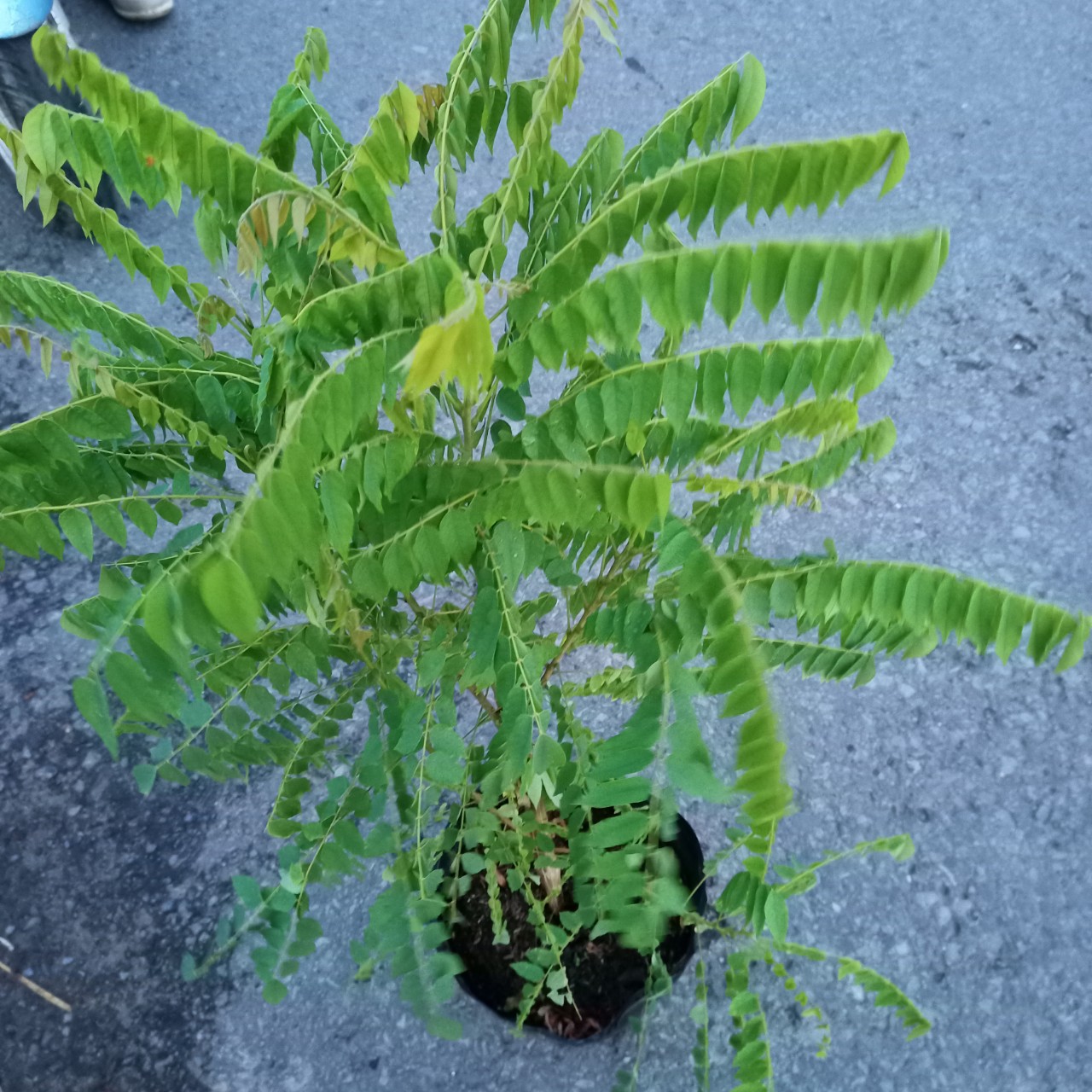 Cây khế Tàu (khế Tây) trồng chậu C10