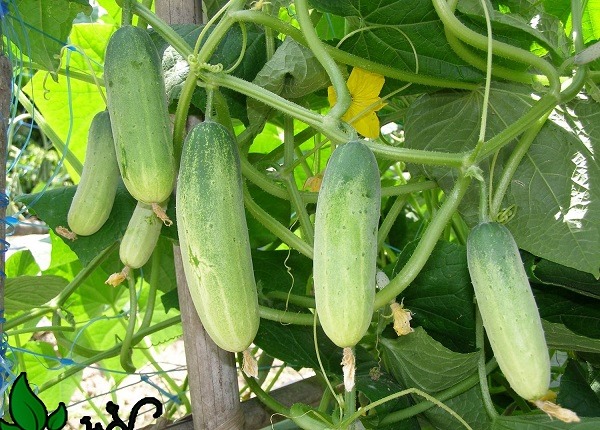 Classification Smart Tan Slow (Sacks 5kg) passed They cucumber, gourds, Bitter Melon, .. (NEW)