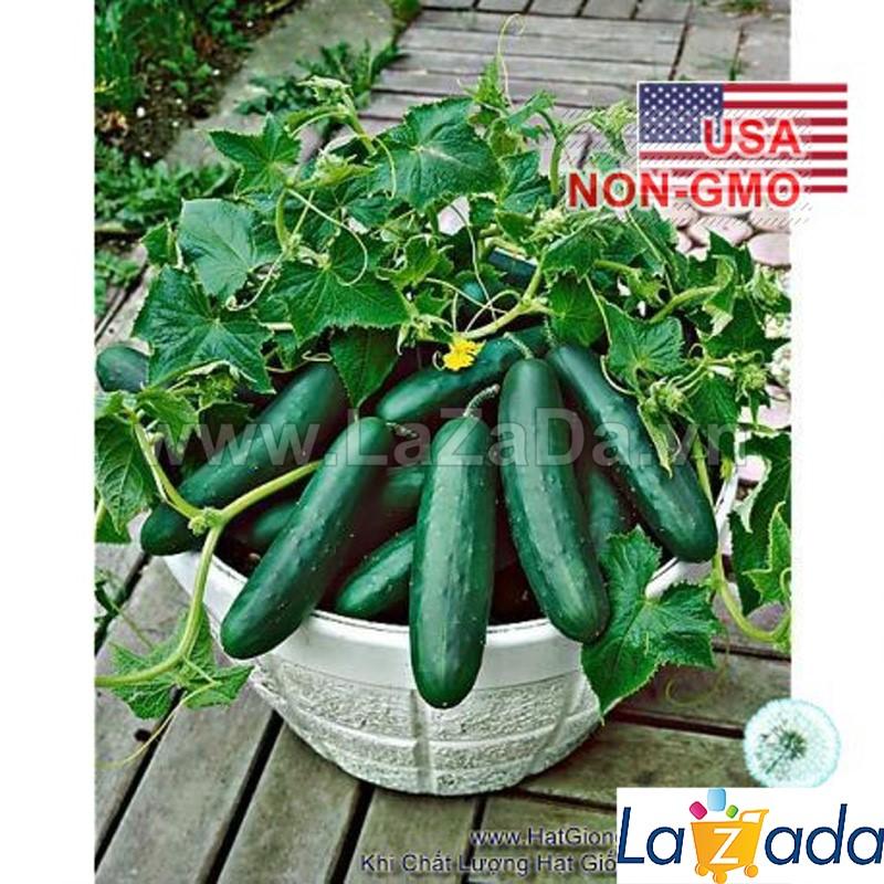 10h Hạt Giống Dưa Chuột Bụi Siêu Nhỏ SpaceMaster (A2.204| C6*X52)