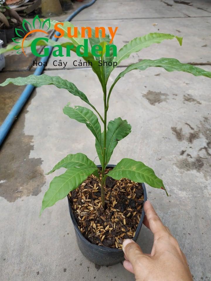 Vú Sữa Hoàng Kim - Cây Ăn Quả Giống
