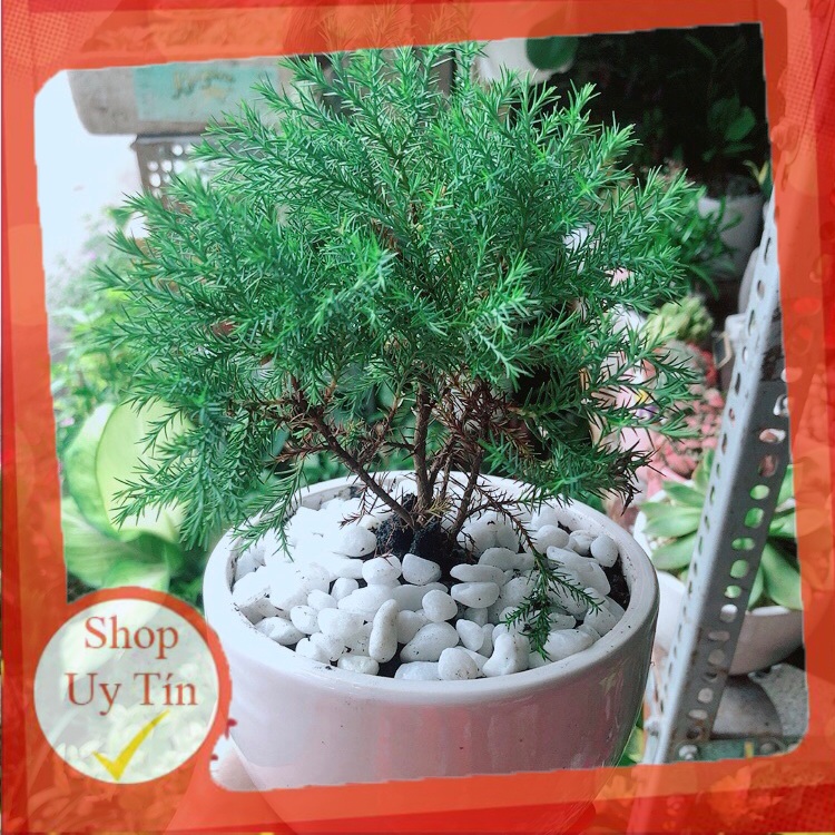 Chậu Cây Tùng Bồng Lai