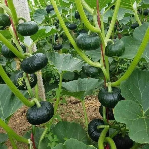 Hạt giống bí nhật da xanh gói 10 hạt