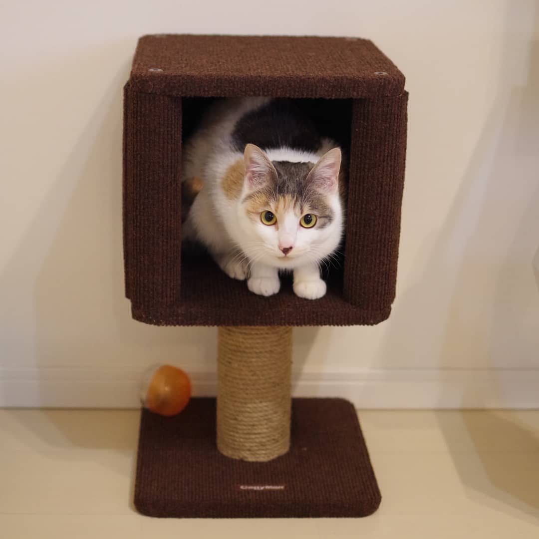 [HCM]Tháp mèo Mini CattyMan - 84195