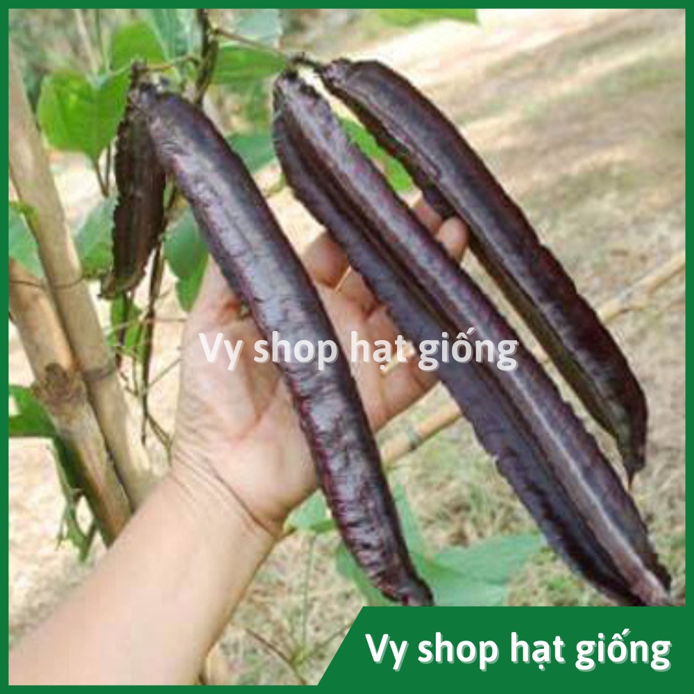 Hạt giống đậu rồng tím (đậu khế) Thái Lan gói 10 hạt