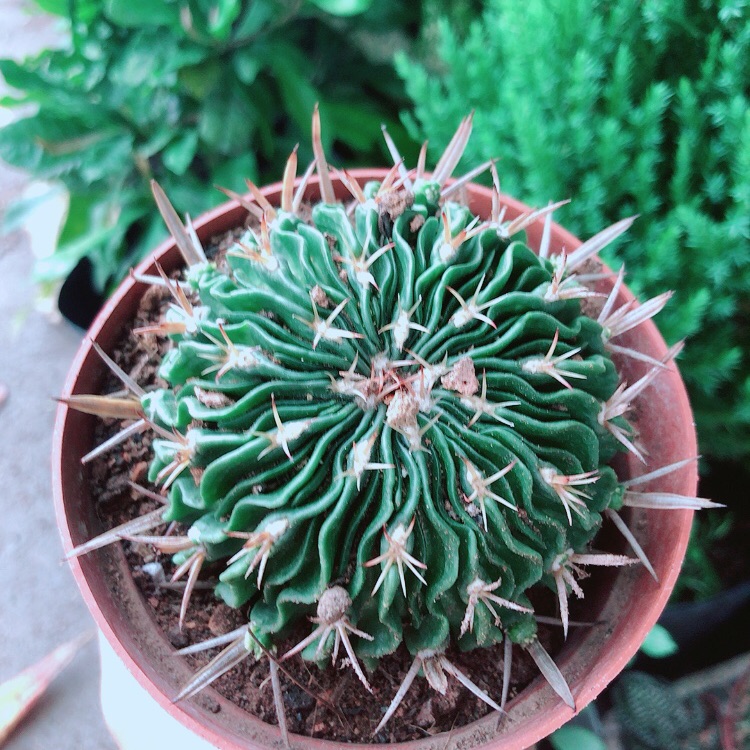 Xương Rồng Trúc Ngọc