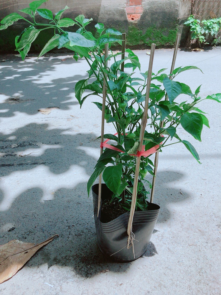 [HCM]Bụi Ớt Trái Tim