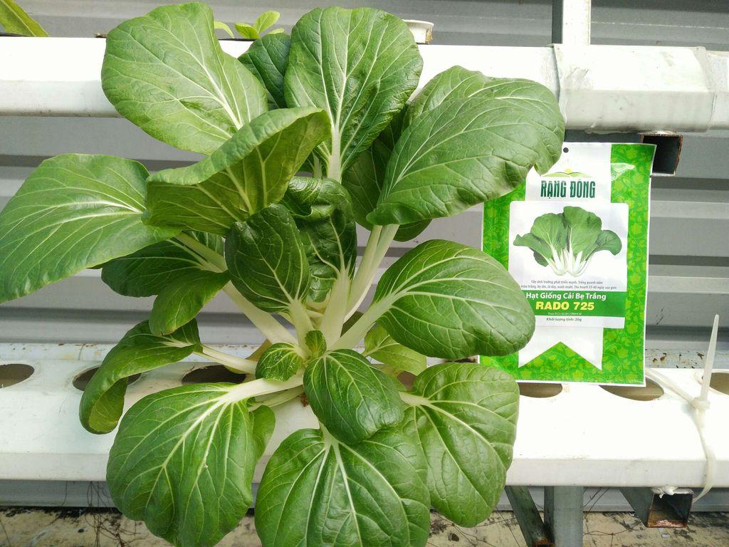 Hạt giống Cải bẹ trắng RD 725 - 20g