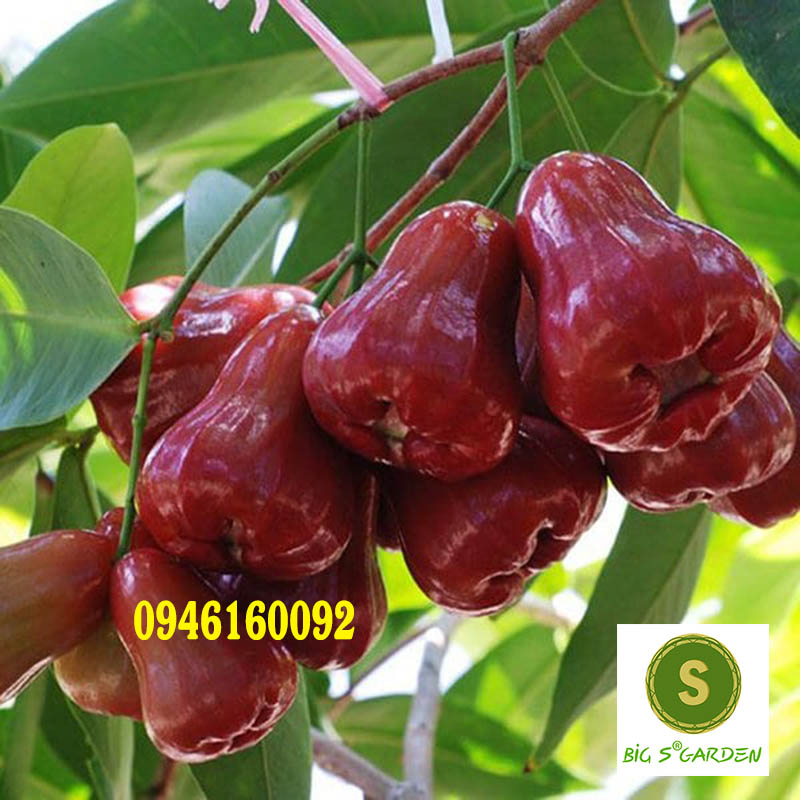Cây Giống Mận đỏ An Phước