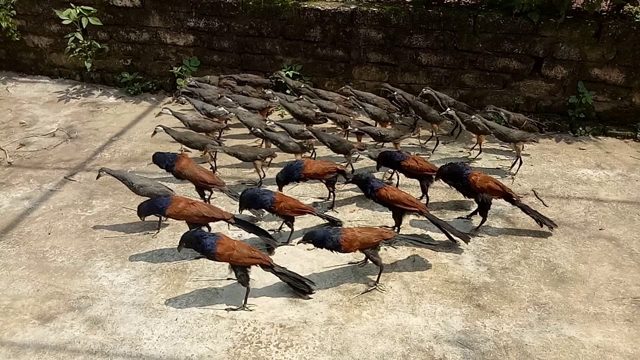 bịp nhồi keo , chim bip mồi