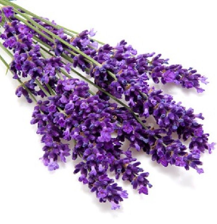 Hạt giống hoa Oải Hương ( hoa Lavender ) gói 100 hạt