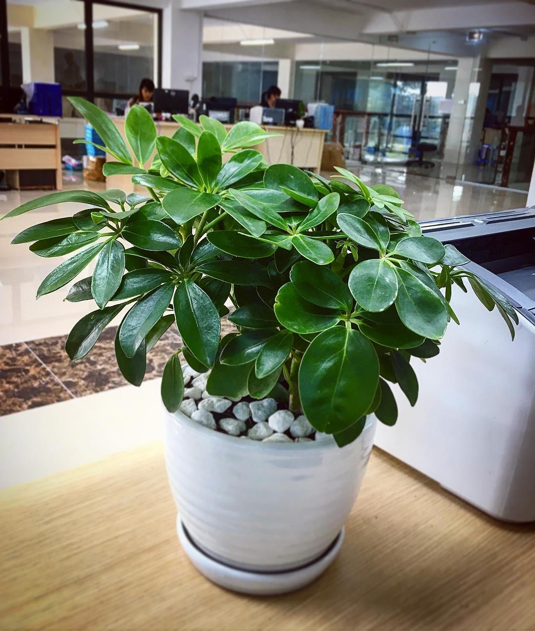 [HCM]Cây Ngũ Gia Bì