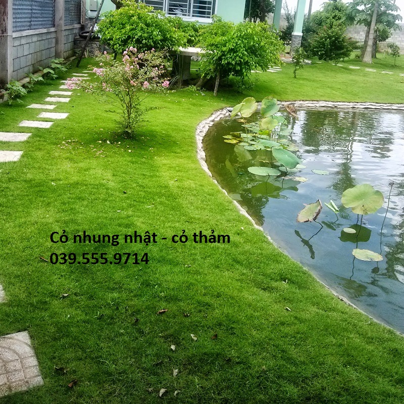Hạt Cỏ Nhung Nhật - Cỏ Thảm trang trí 200 gam