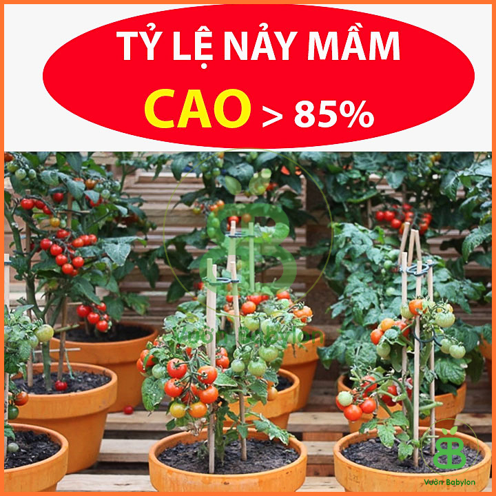 Hạt Giống Cà Chua Bi Đỏ Lùn 0,1G
