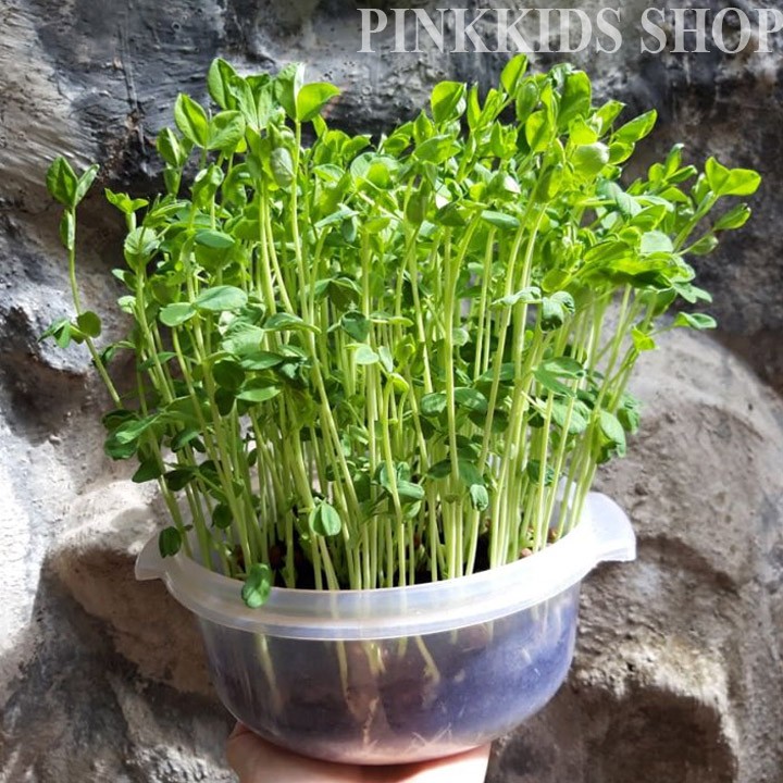 Hạt Giống Rau mầm đậu Hà Lan - Gói 20gram