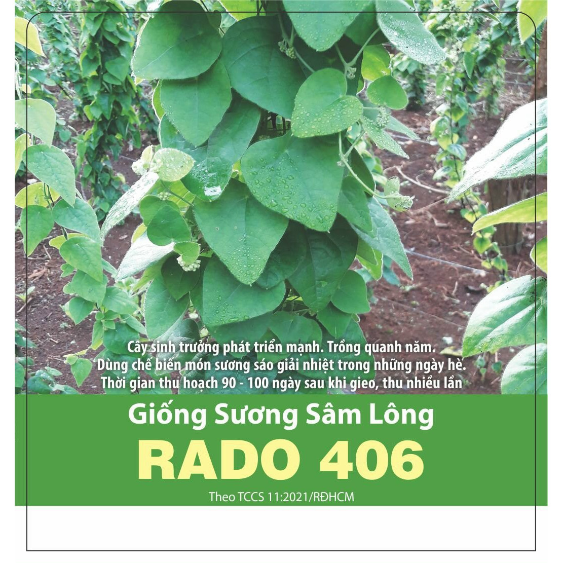 Hạt Giống Sương Sâm Lông Gói 10 Hạt - RADO 406