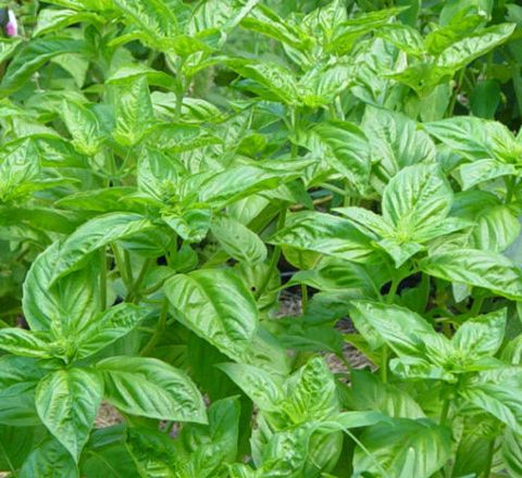 Hạt Giống Rau Húng Tây - Gói 100 hạt