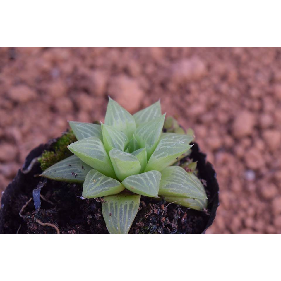 Sen Đá Haworthia Guốc Sao
