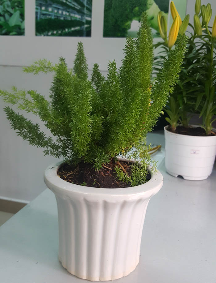 Cây đuôi chồn - Cây cảnh để bàn