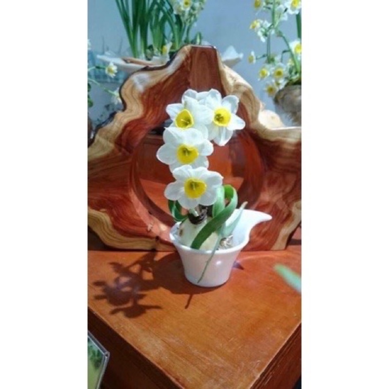 CỦ HOA THUỶ TIÊN NƯỚC....