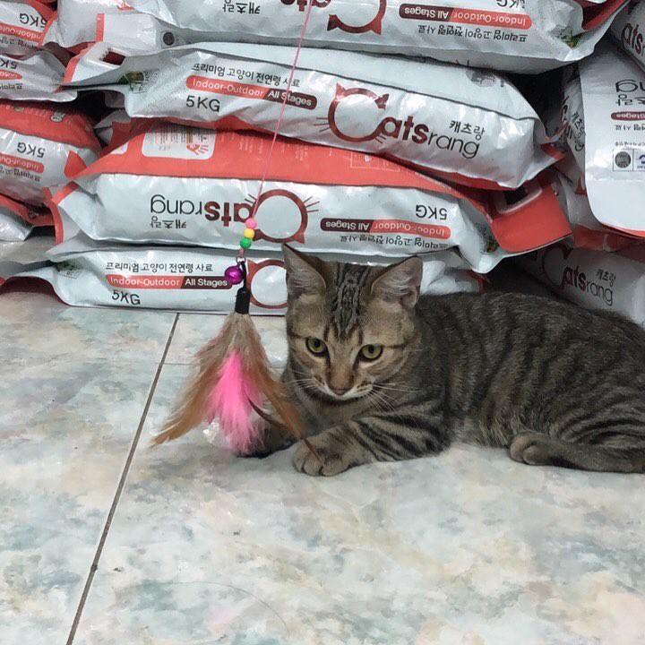 Thức Ăn Cho Mèo Catsrang 3 Kg
