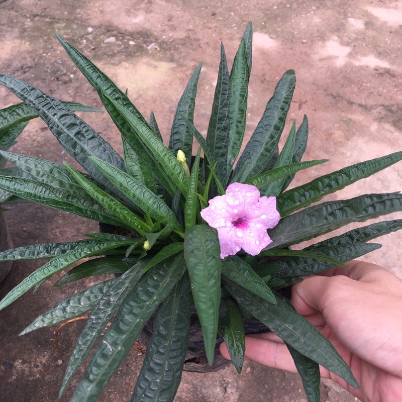 Hoa dạ yên thảo mexico