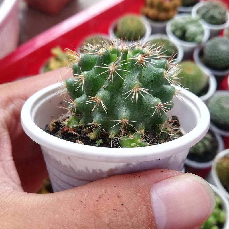 [HCM]xương rồng móc câu đổi màu