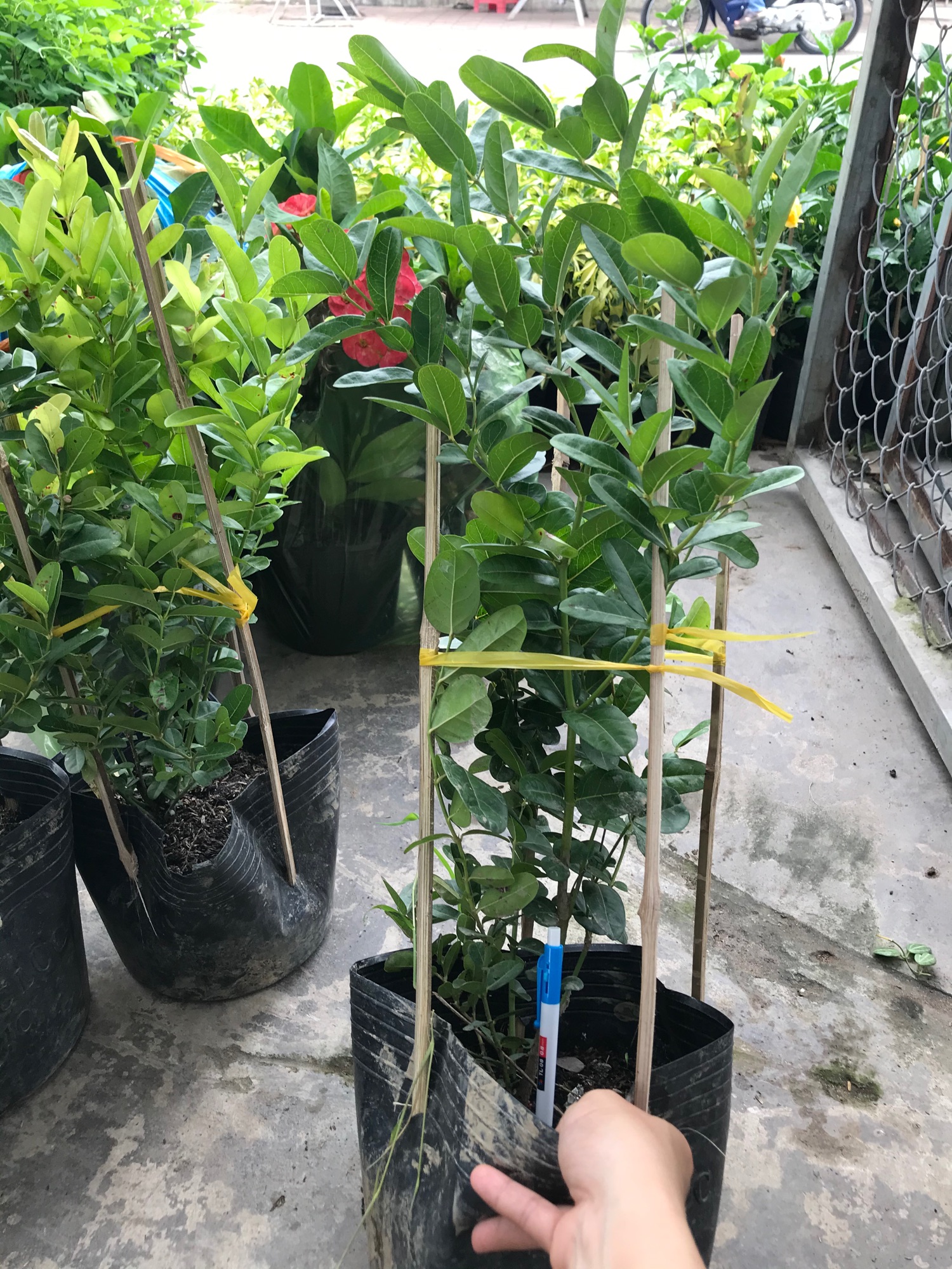 Cây siro + tặng phân bón cho cây