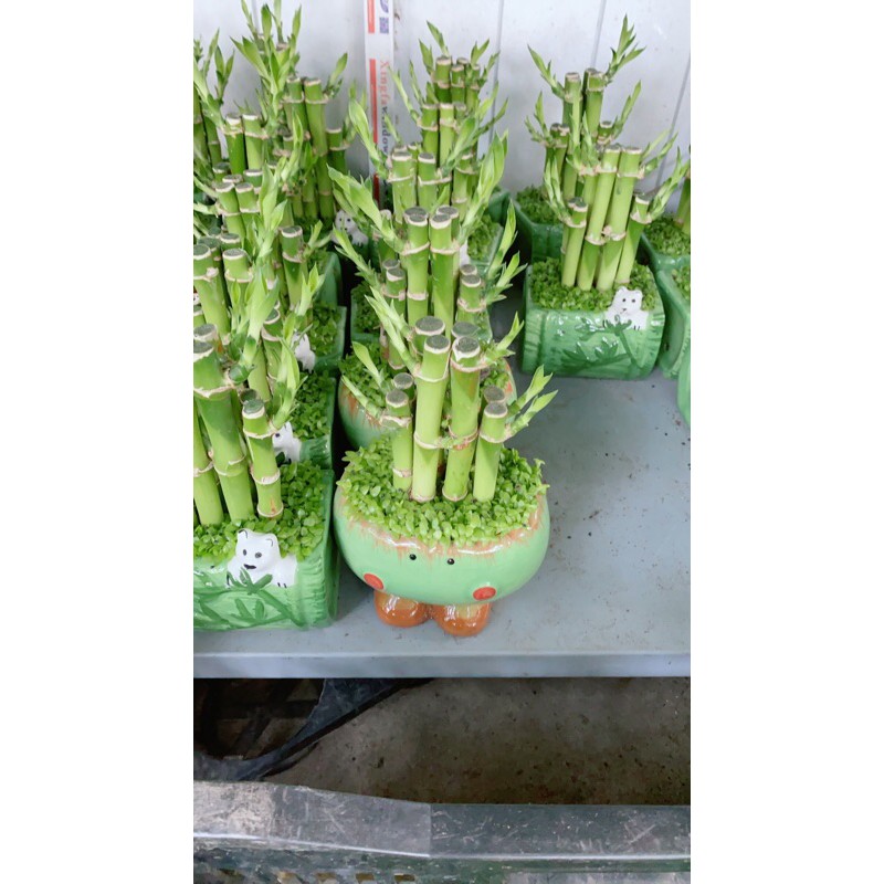 [HCM]Chậu Trúc Phát Tài 90k