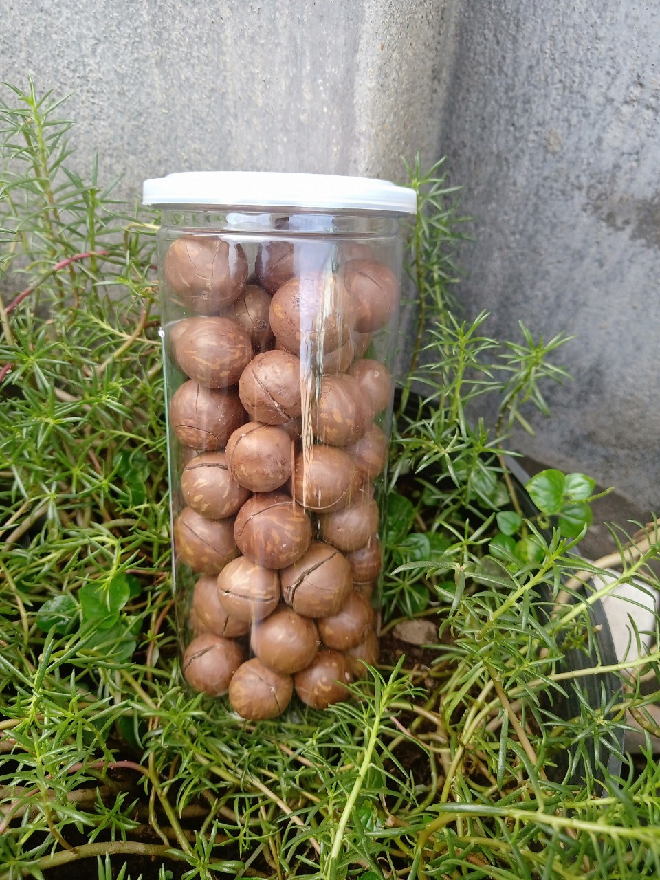 500 GRAM HẠT MACCA DAKLAK NỨT VỎ SẤY CHÍN