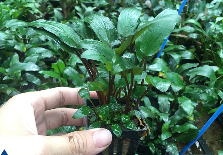 Tiêu Thảo, cây thủy sinh khỏe không cần Co2