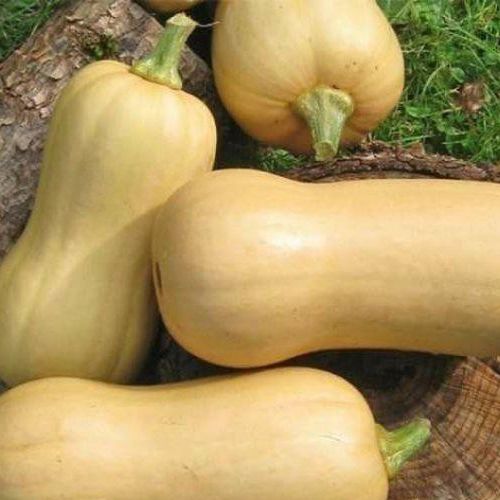 Hạt Giống Bí Ngô Mỹ Da Vàng 5 Hạt