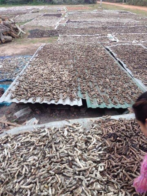 lá cây trinh nữ hoàng cung khô 1kg
